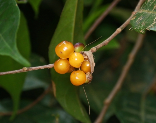 Aporosa lanceolata