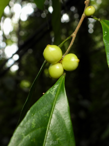 Aporosa lanceolata — photo