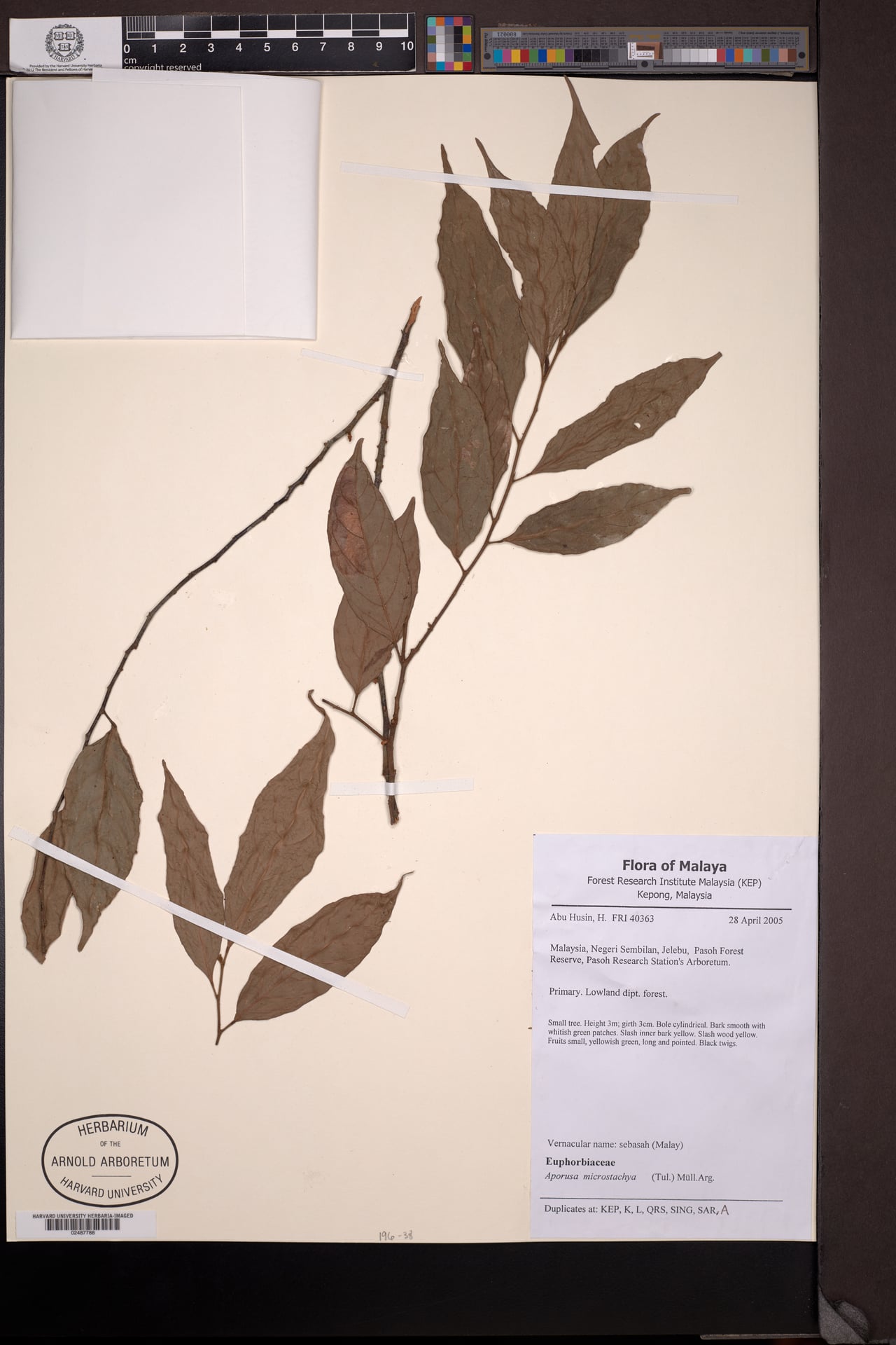 Aporosa microstachya (Maingay's tree) — photo