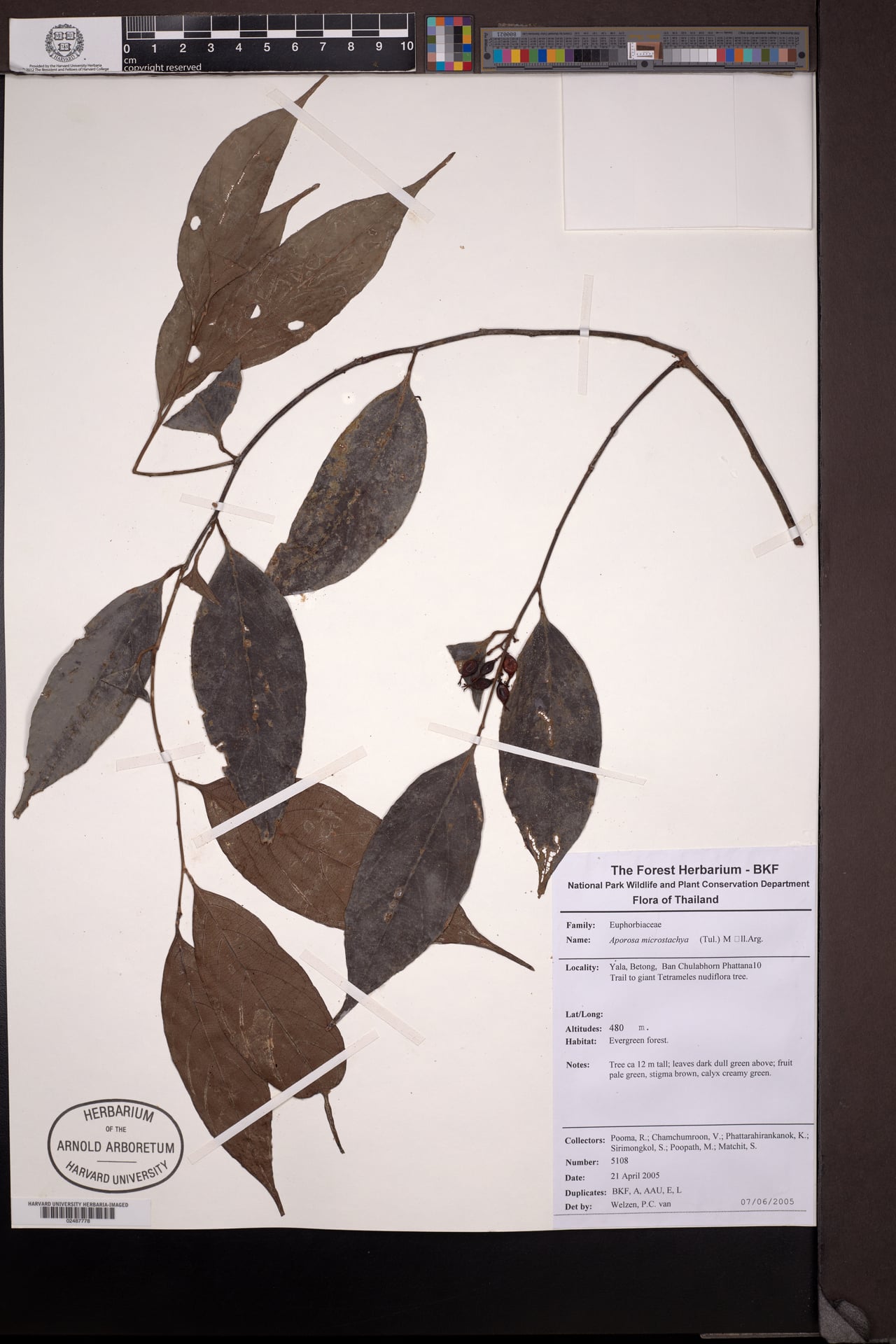 Aporosa microstachya (Maingay's tree) — photo