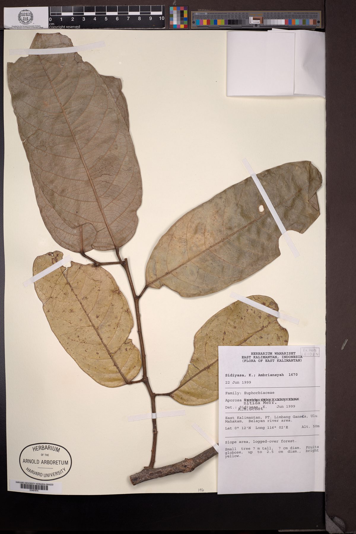 Aporosa nitida — photo