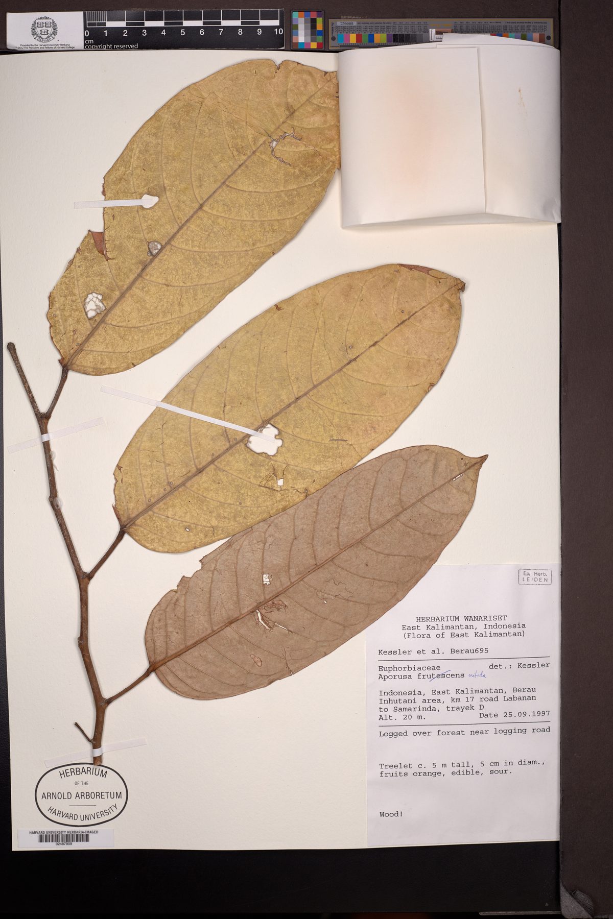 Aporosa nitida — photo