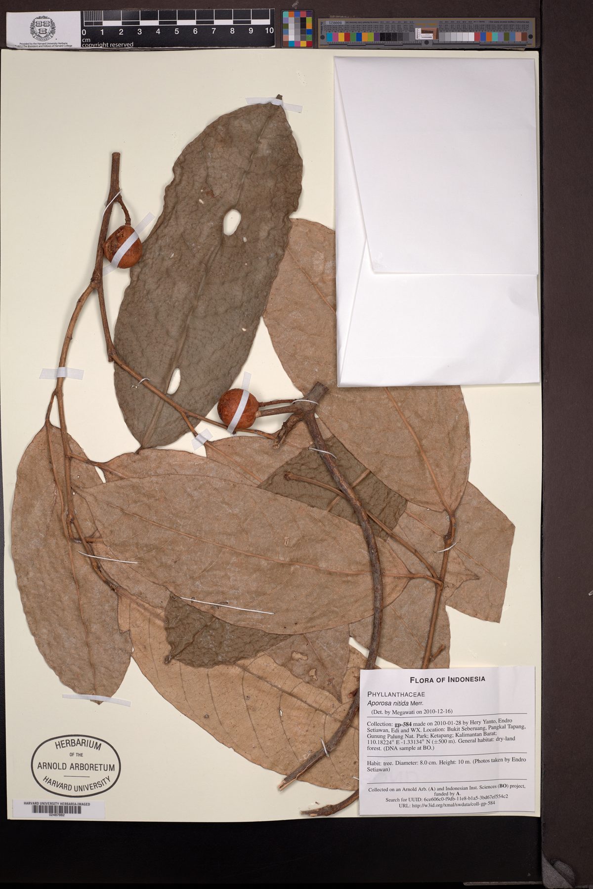 Aporosa nitida