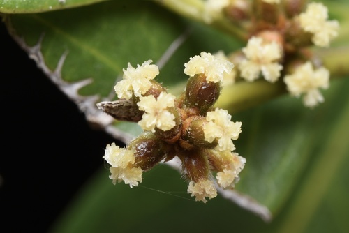 Aporosa octandra — photo