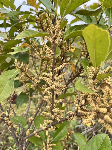 Aporosa octandra