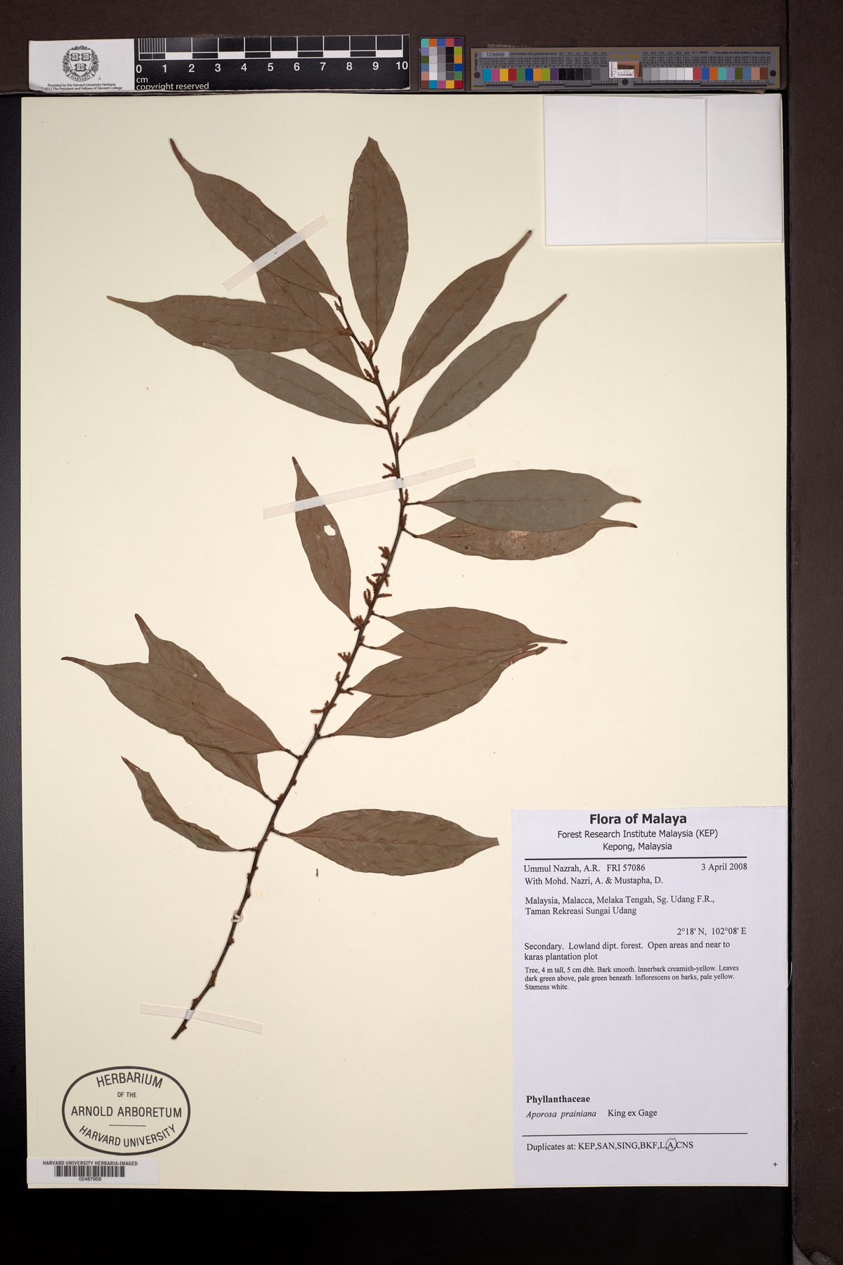 Aporosa prainiana (Beras-beras hutan) — photo
