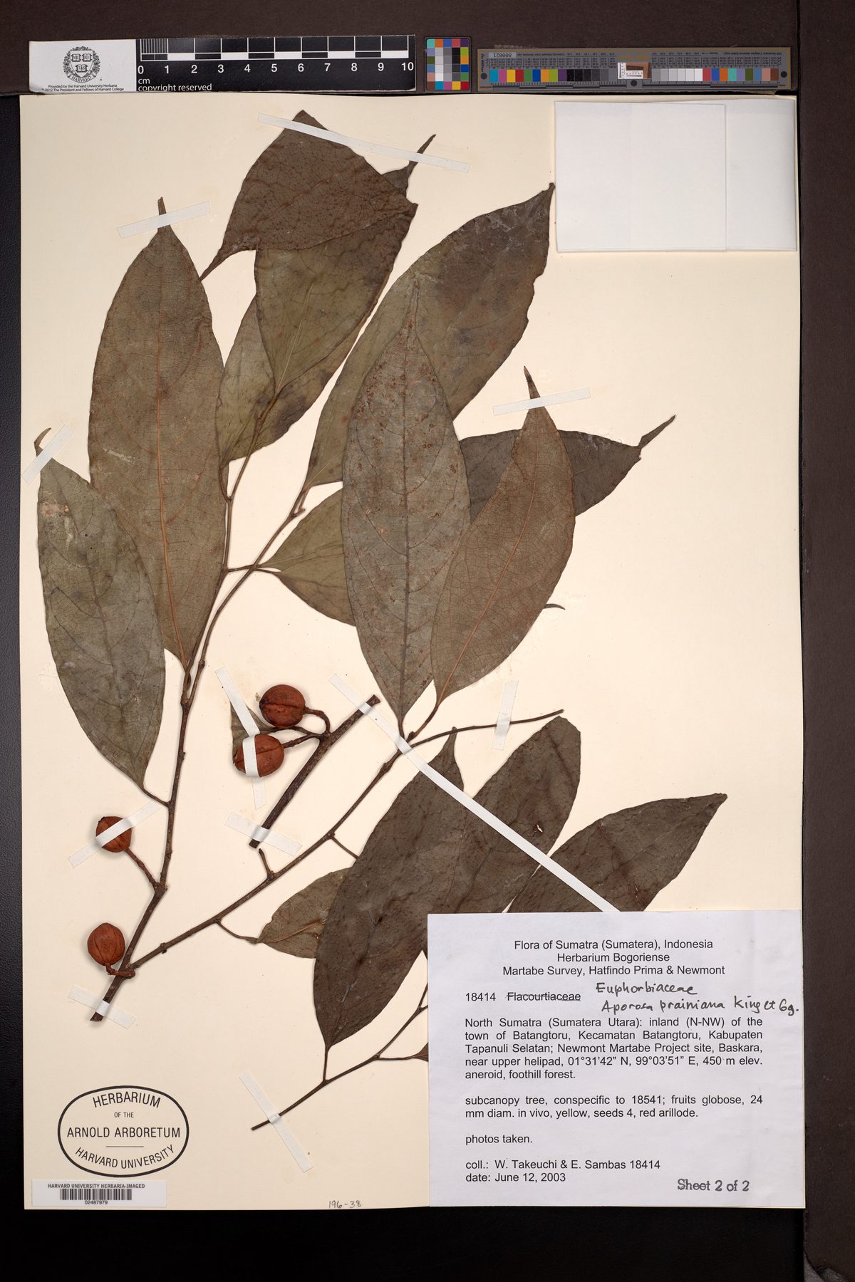 Aporosa prainiana (Beras-beras hutan) — photo