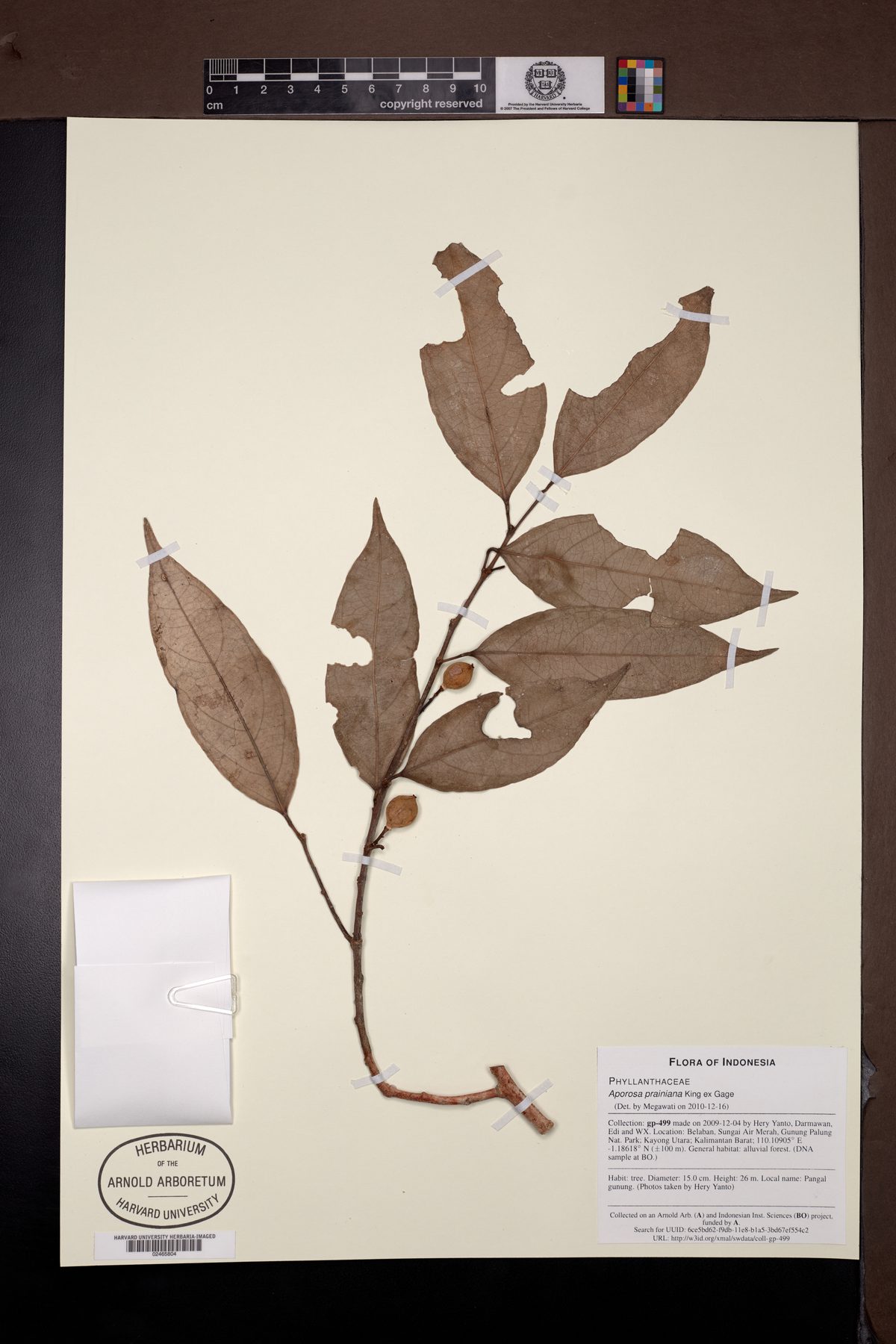 Aporosa prainiana