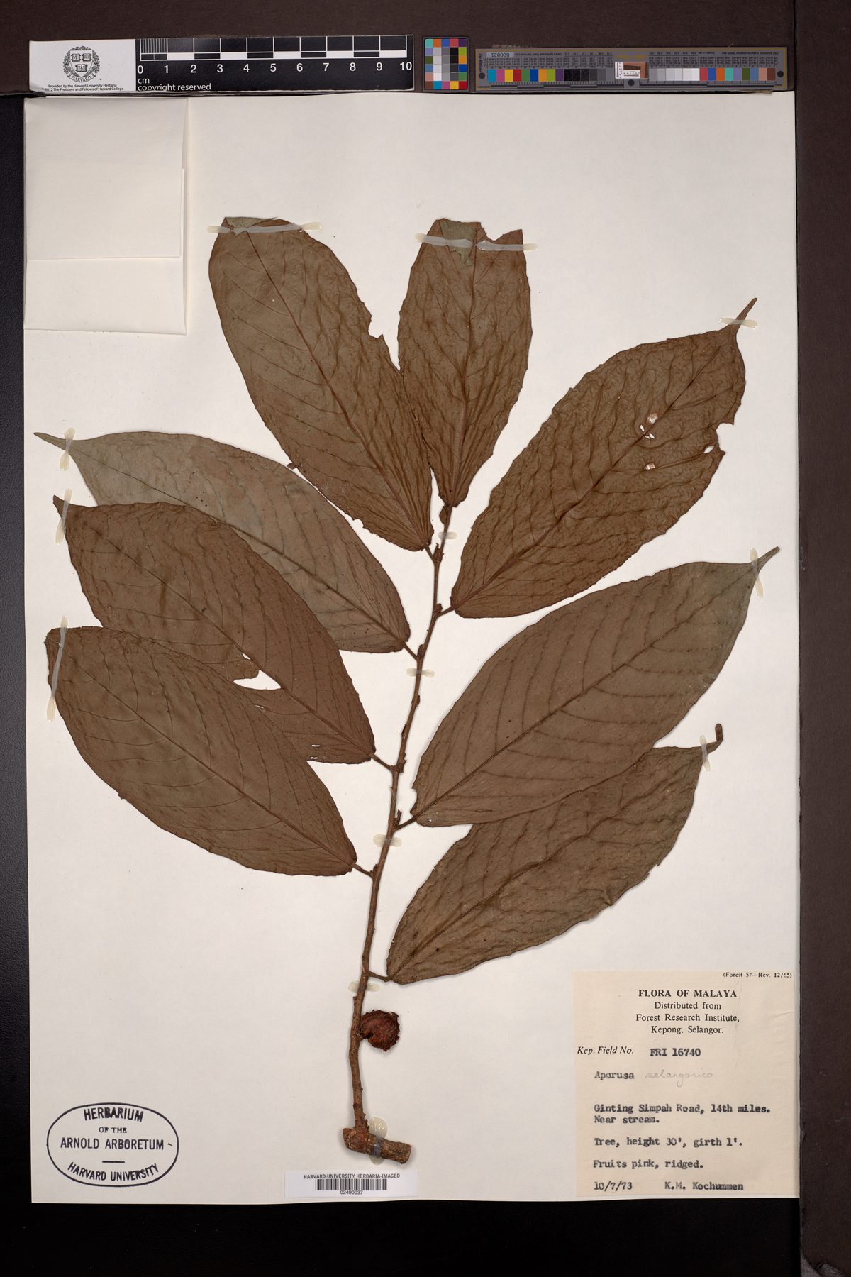 Aporosa selangorica — photo
