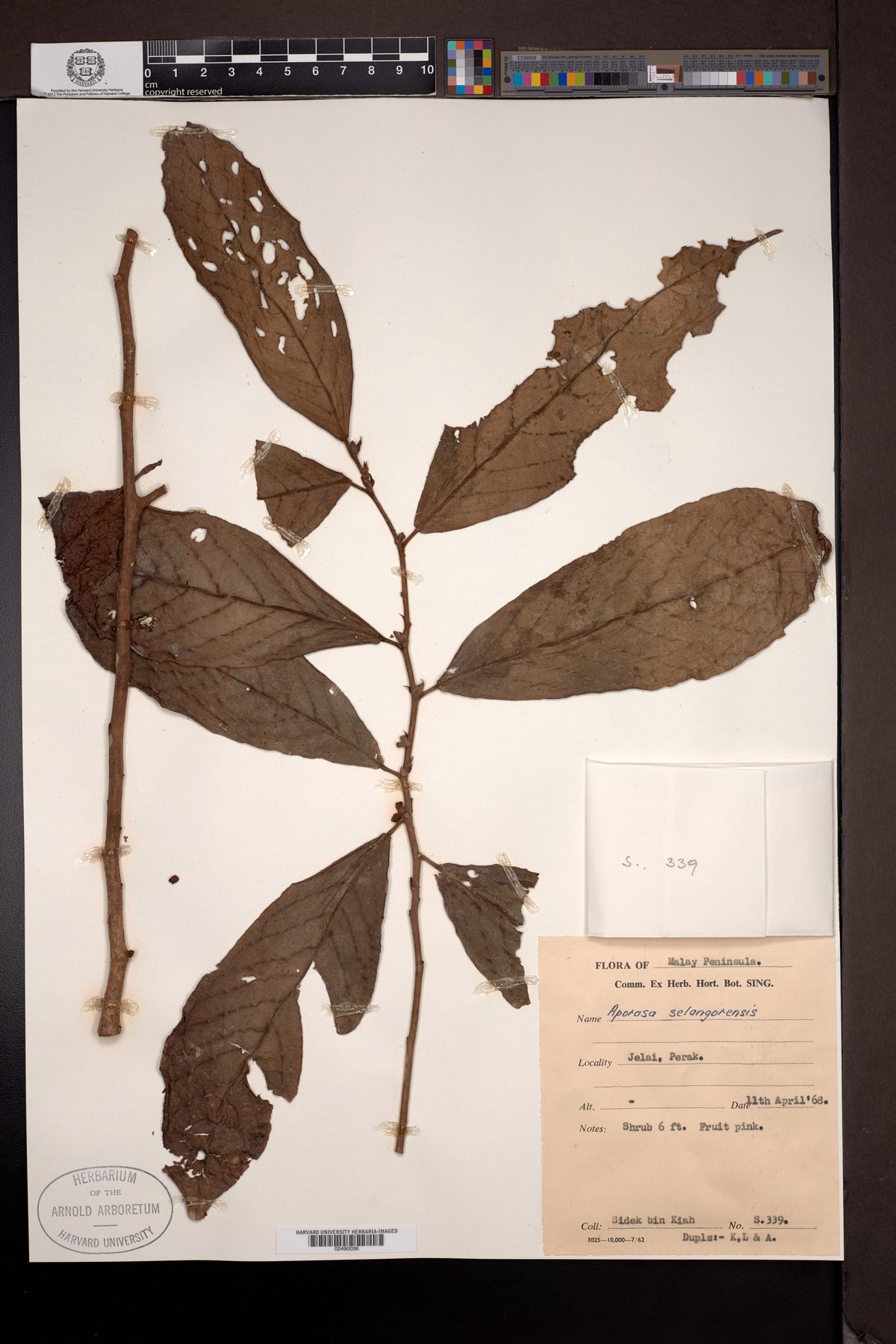 Aporosa selangorica — photo