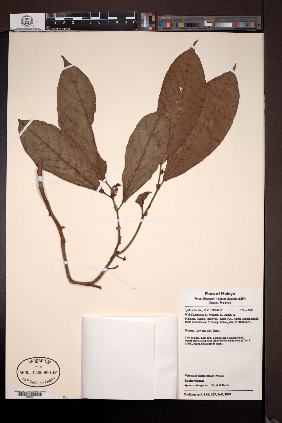 Aporosa selangorica