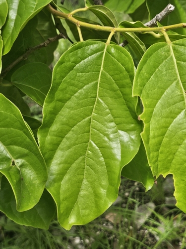 Aporosa villosa (Nanmuer) — photo