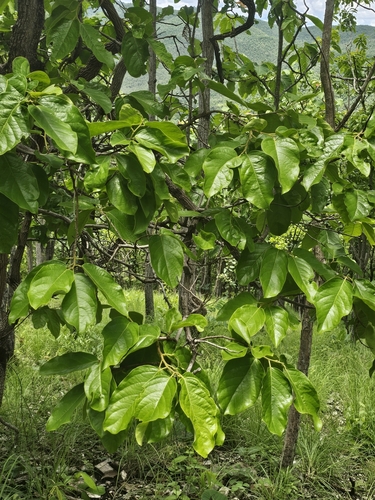 Aporosa villosa (Nanmuer) — photo