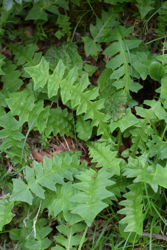 Aposeris foetida — photo