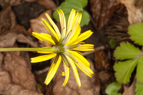 Aposeris foetida — photo