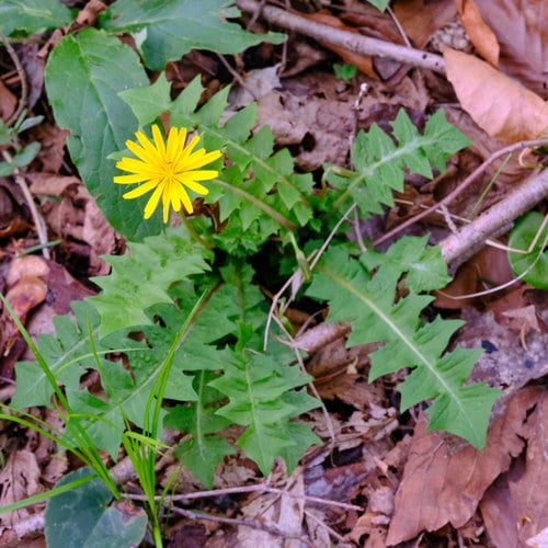 Aposeris foetida