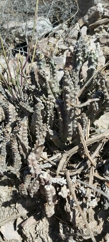 Apteranthes tuberculata