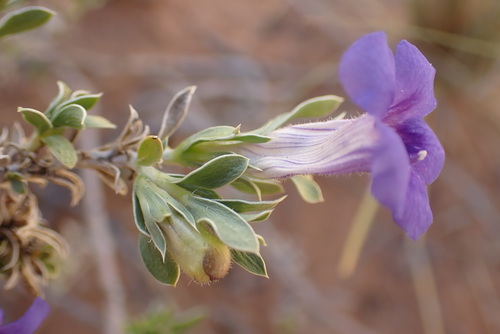 Aptosimum albomarginatum (Koegab) — photo