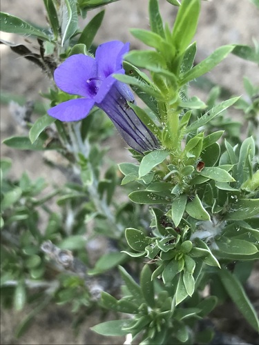 Aptosimum albomarginatum (Koegab) — photo