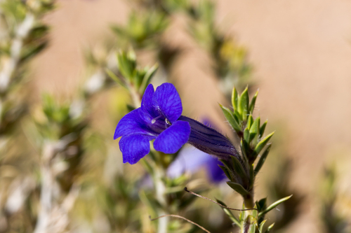 Aptosimum albomarginatum