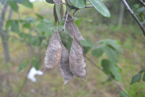 Apuleia leiocarpa — photo