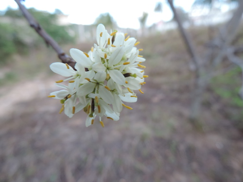 Apuleia leiocarpa