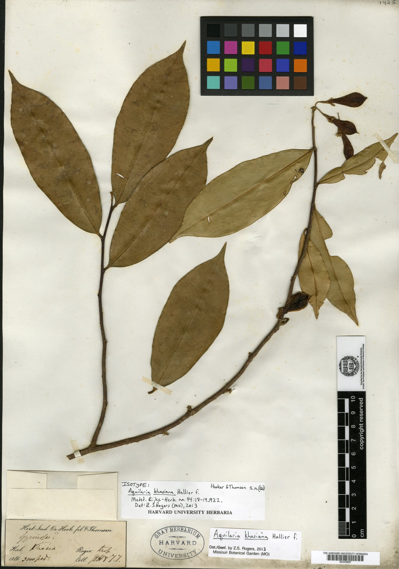 Aquilaria khasiana