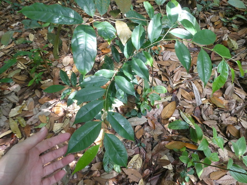 Thymelaeaceae