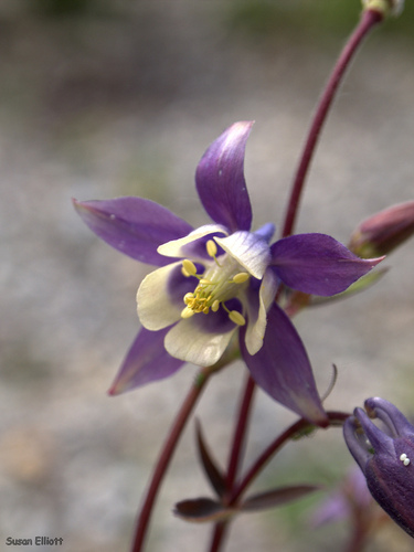 Aquilegia brevistyla — photo