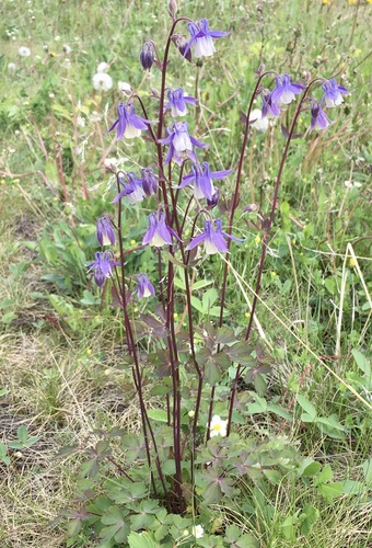 Aquilegia brevistyla — photo