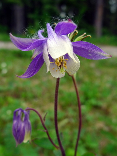 Aquilegia brevistyla
