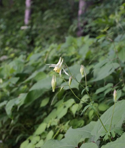 Aquilegia buergeriana (Yama-odamaki) — photo