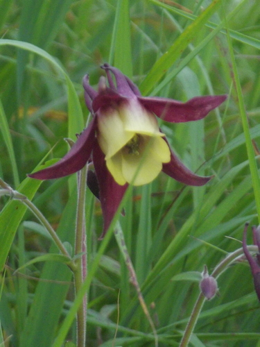 Aquilegia buergeriana