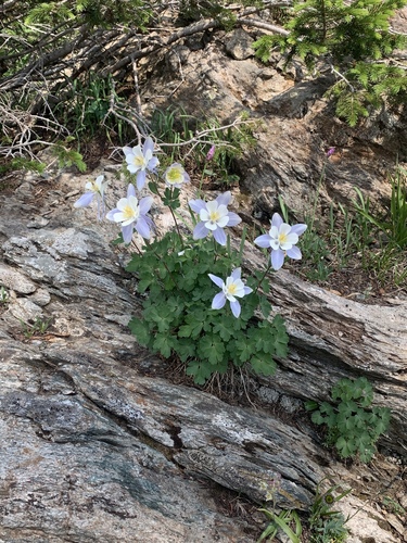 Aquilegia caerulea (Rocky mountain columbine) — photo