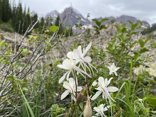 Aquilegia caerulea (Rocky mountain columbine) — photo