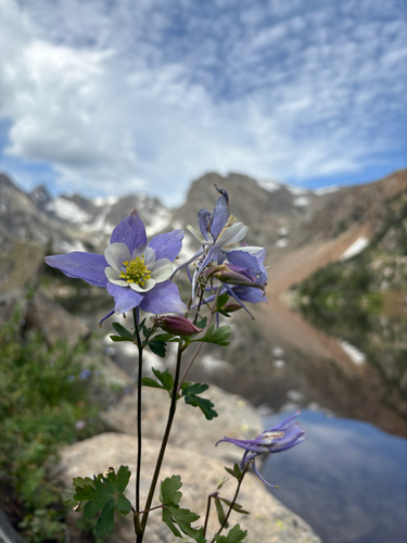 Aquilegia caerulea