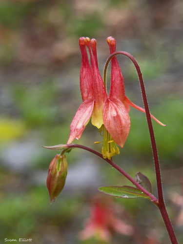 Aquilegia canadensis (Wild columbine) — photo