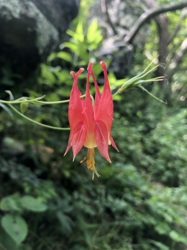 Aquilegia canadensis (Wild columbine) — photo
