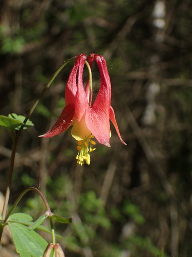 Aquilegia canadensis