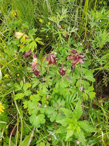 Aquilegia flabellata (Fan columbine) — photo