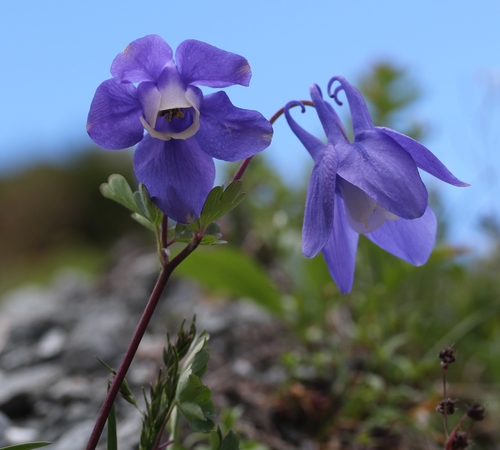 Aquilegia flabellata
