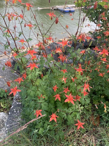 Aquilegia formosa (Western Columbine) — photo