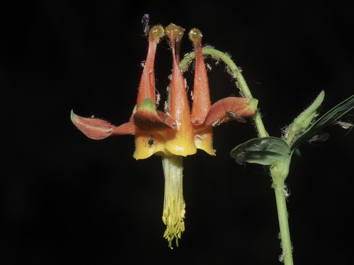 Aquilegia formosa (Western Columbine) — photo