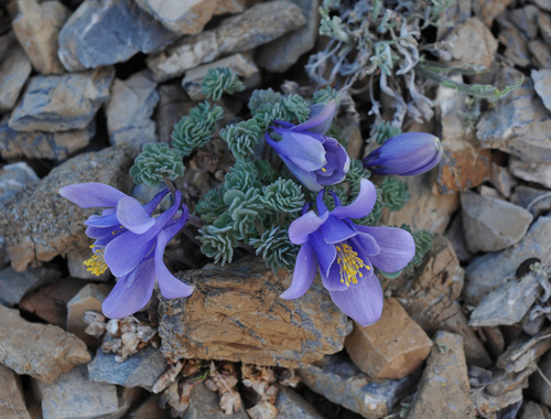 Aquilegia jonesii (Columbine) — photo