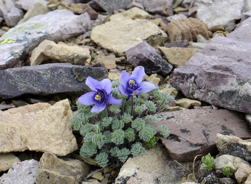 Aquilegia jonesii