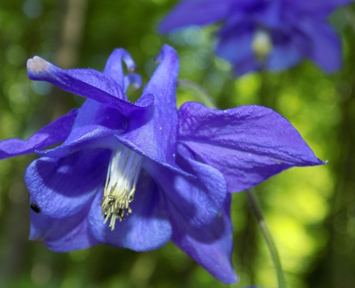 Aquilegia vulgaris (Columbine) — photo