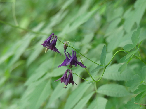 Aquilegia vulgaris