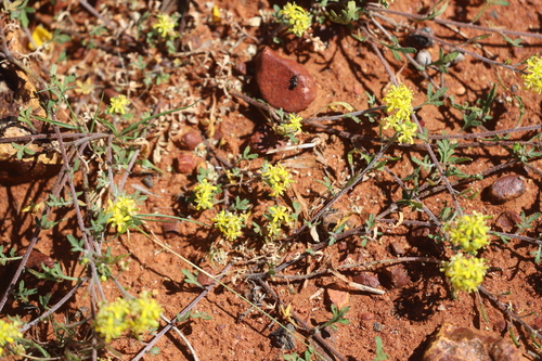 Arabidella eremigena (Priddiwalkatj) — photo