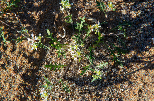 Arabidella eremigena