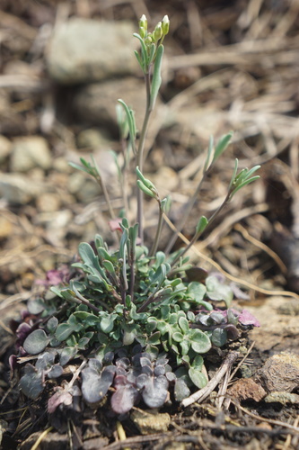 Arabidopsis lyrata (Rock cress) — photo